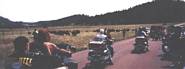 Bikers & Buffalo Custer State Park