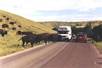 Buffalo Blocking Road Custer State Park