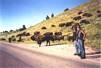 Brave Souls with Buffalo Custer State Park