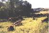 Buffalo Custer State Park