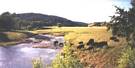 Buffalo Custer State Park