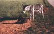 Begging Donkeys Colt with Mother