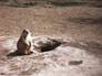 Prairie Dog Town at base of Devil's Tower